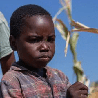 Seeds of Hope: Zambia’s Drought Crisis Spurs Agricultural Innovation (VIDEO)