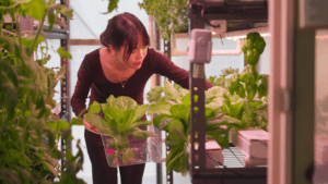 UQ PHD student Thi Thanh Nhan An during a harvest inside her semi-greenhouse urban farming prototype. Credit: supplied